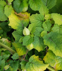 Mochyně ojíněná Ananas - Physalis pruinosa - semena mochyně - 200 ks