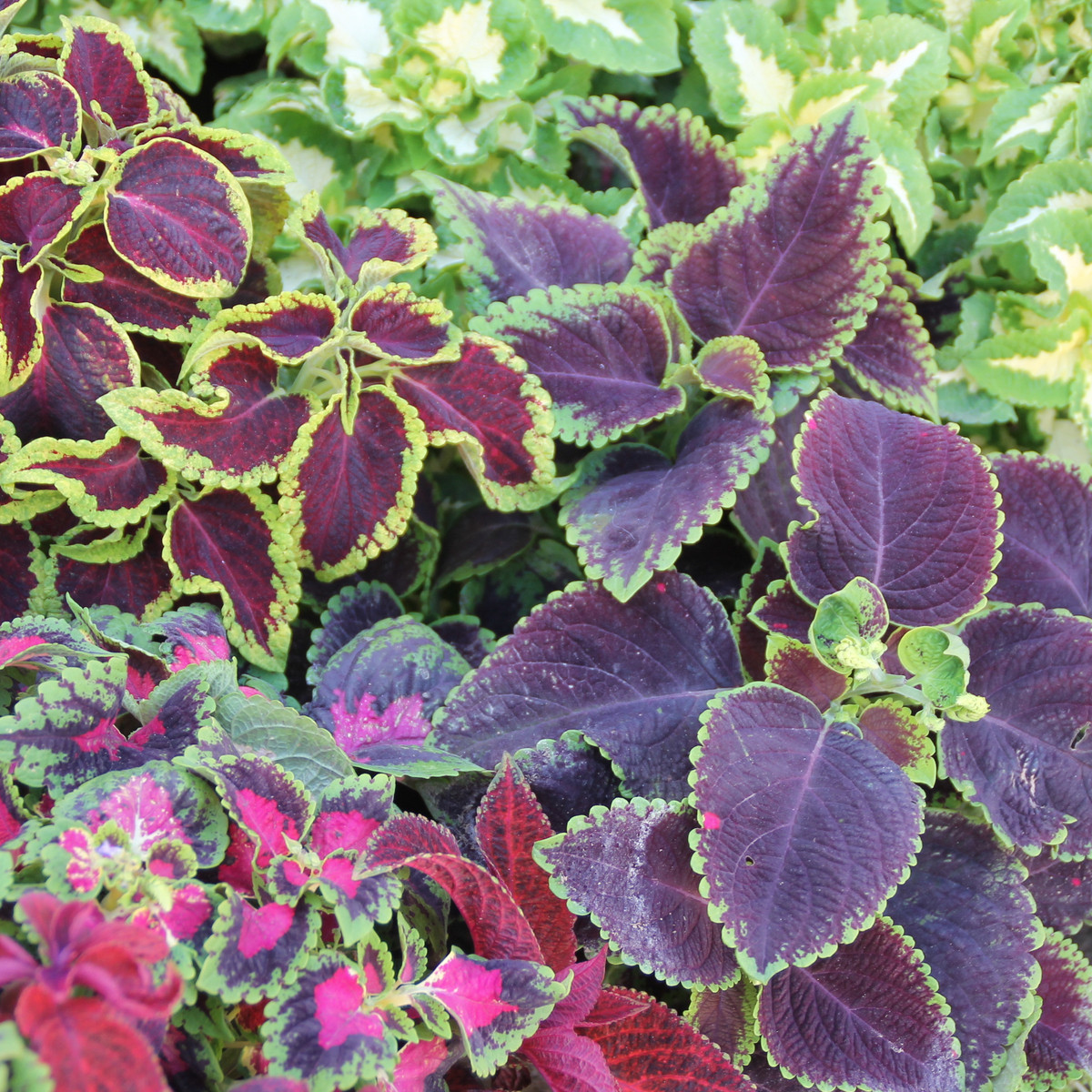 Africká kopřiva Wizard mix - Coleus blumei - semena africké kopřivy - 30 ks