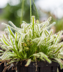 Rosnatka kapská nízká White flower - Drosera Capensis - semena rosnatky - 15 ks