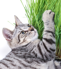 Tráva pro kočky - semena Golden Line - 100 ks