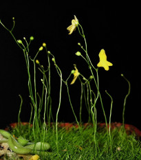Bublinatka šídlovitá - Utricularia subulata - semena bublinatky - 15 ks