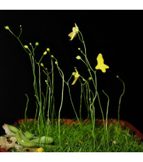 Bublinatka šídlovitá - Utricularia subulata - semena bublinatky - 15 ks