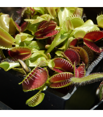 Mucholapka podivná - Dionaea muscipula - semena mucholapky - 10 ks