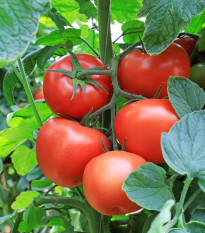 Rajče Tornado F1 - Solanum lycopersicum - semena rajčete - 20 ks