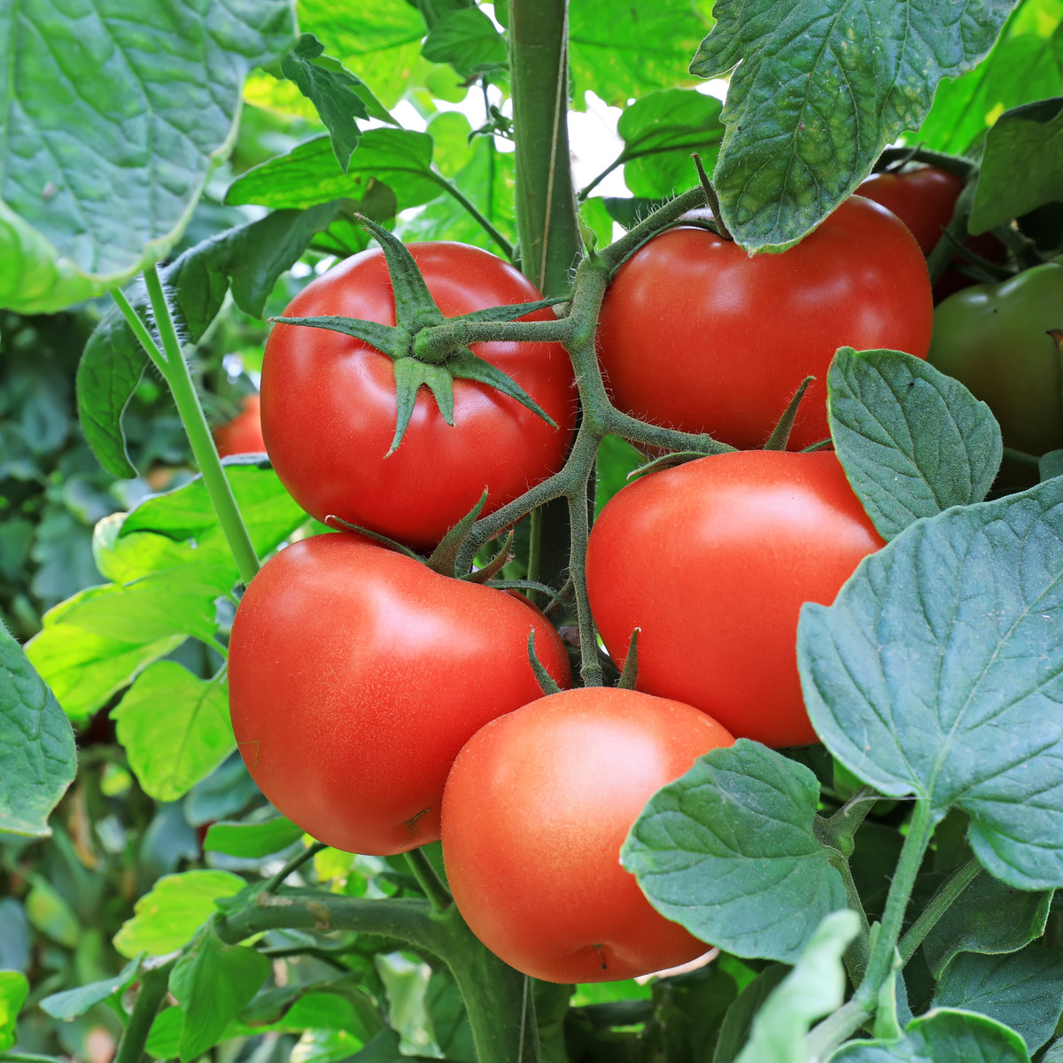 Rajče Tornado F1 - Solanum lycopersicum - semena rajčete - 20 ks