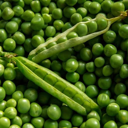 Hrách setý dřeňový Oskar - Pisum sativum - semena hrachu - 80 ks