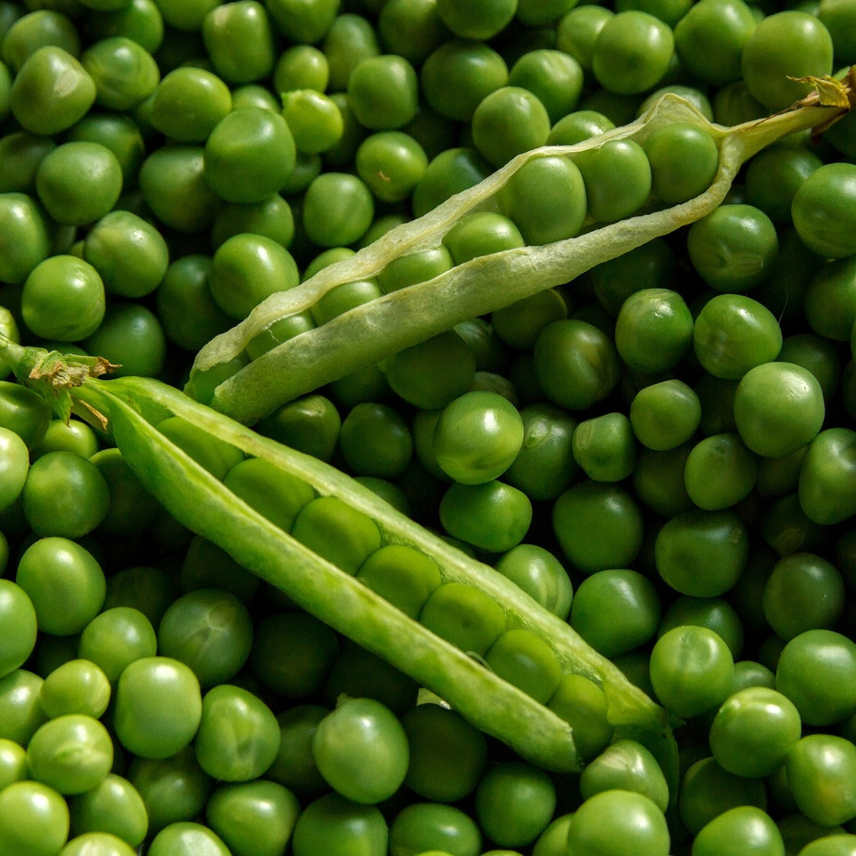 Hrách setý dřeňový Oskar - Pisum sativum - semena hrachu - 80 ks