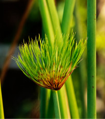 Papyrus - Cyperus papyrus - semena papyru - 8 ks