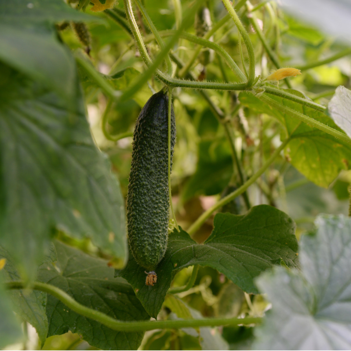 Okurka nakládačka Diamant F1 - Cucumis sativus - semena okurky - 8 ks