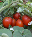 Rajče Mini - Solanum lycoeprsicum - semena rajčete - 20 ks