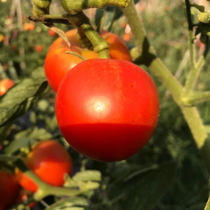 Harzfeuer paradicsom – Solanum lycopersicum – paradicsom magok – 6 db