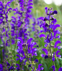 Šalvěj luční - Salvia pratensis - semena šalvěje - 150 ks