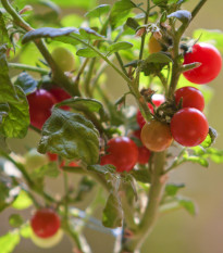 Rajče Tiny Tim - Solanum lycopersicum - semena rajčete - 7 ks