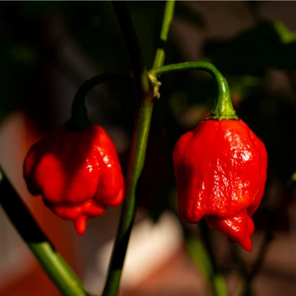 Chilli Trinidad Scorpion Moruga - Capsicum chinense - semena chilli - 5 ks