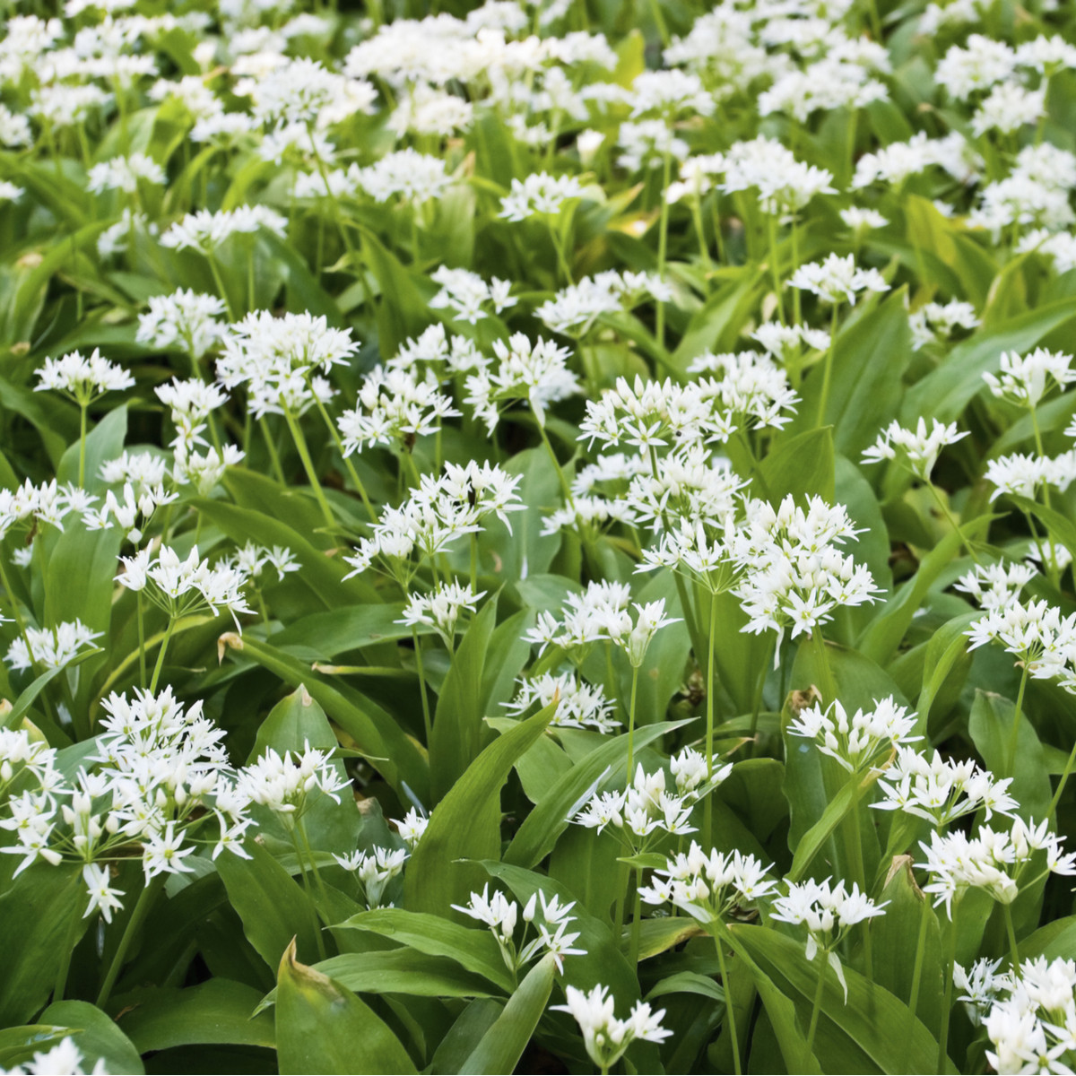 Česnek medvědí - Allium ursinum - cibule medvědího česneku - 3 ks