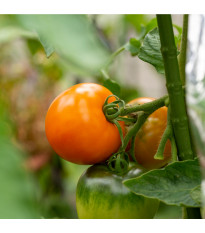 Rajče Wellington F1 - Solanum lycopersicum - semena rajčete - 7 ks