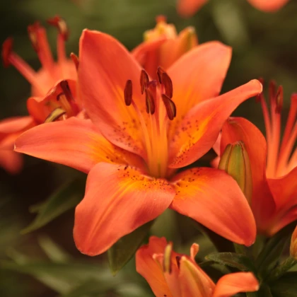 Lilie asijská Forever Summer - Lilium - cibuloviny - 1 ks
