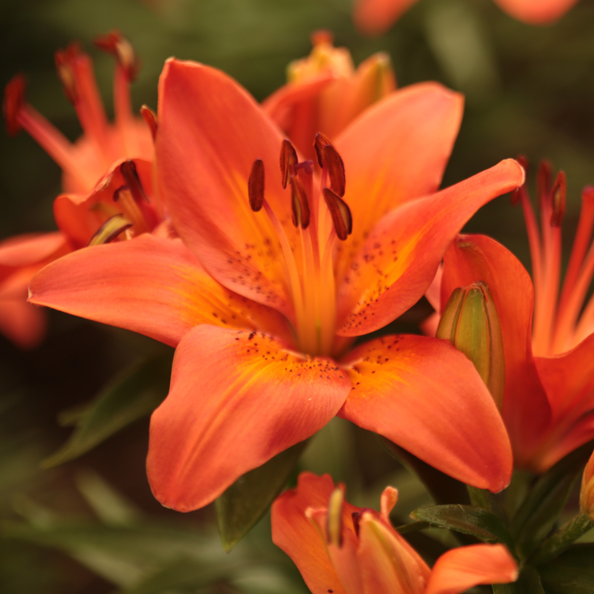 Lilie asijská Forever Summer - Lilium - cibuloviny - 1 ks