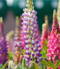 Lupina Pixie Delight směs barev - Vlčí Bob Hartwegův - Lupinus hartwegii - semena lupiny - 15 ks