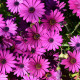 Cseppecskevirág Asti Mix F1 - Osteospermum ecklonis - cseppecskevirág magok - 6 db