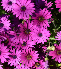 Paprskovka - Kapská kopretina - Osteospermum eclonis asti mix - semena paprskovky - 6 ks