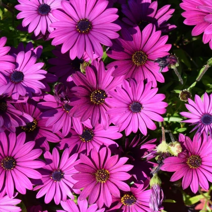 Paprskovka - Kapská kopretina - Osteospermum eclonis asti mix - semena paprskovky - 6 ks