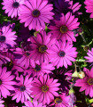 Cseppecskevirág Asti Mix F1 - Osteospermum ecklonis - cseppecskevirág magok - 6 db