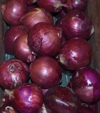 Cibule Magnate F1 - Allium cepa - semena cibule - 150 ks