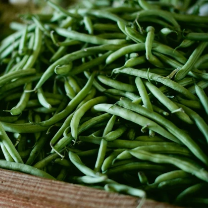 Fazol keříčkový Negra - Phaseolus vulgaris - semena fazolu - 10 ks