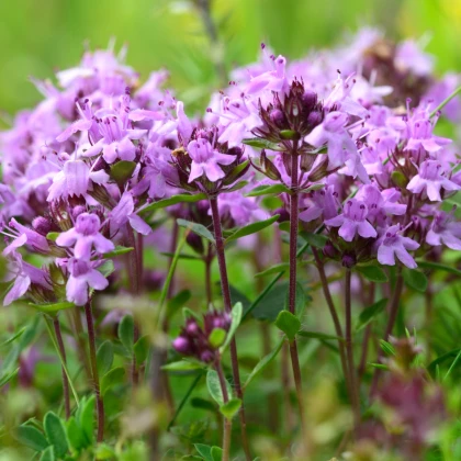Mateřídouška úzkolistá Magic Carpet - Thymus serpyllum - semena mateřídoušky - 0,03 g