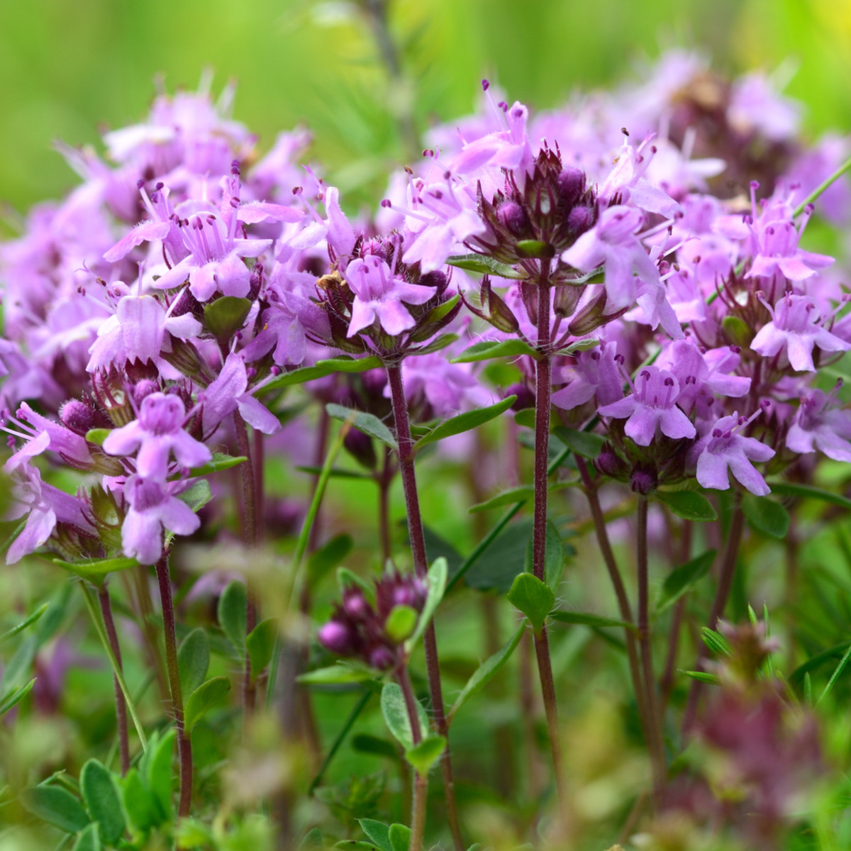 Mateřídouška úzkolistá Magic Carpet - Thymus serpyllum - semena mateřídoušky - 0,03 g