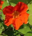 Lichořeřišnice Jewel Cherry Rose - Kapucínka - Tropaeolum minus - semena lichořeřišnice - 10 ks