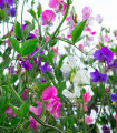 Hrachor vonný Spencer směs - Lathyrus odoratus - semena hrachoru - 16 ks