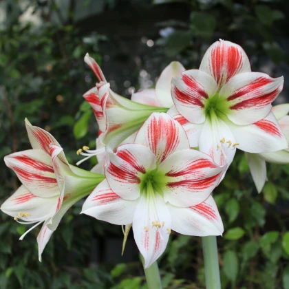 Hvězdník Ambiance - Hippeastrum - cibule hvězdníku - 1 ks