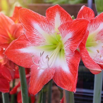 Hvězdník Minerva - Hippeastrum - cibule hvězdníku - 1 ks