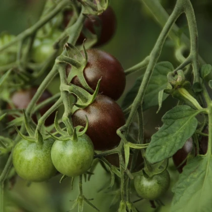 Rajče Black Opal - Solanum lycopersicum - semena rajčete - 7 ks
