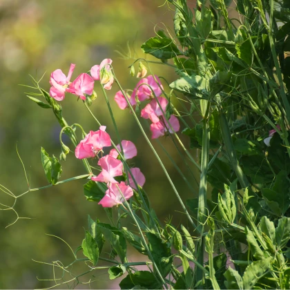 Hrachor vonný královský lososově růžový - Lathyrus odoratus - semena hrachoru - 20 ks