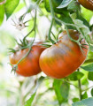 Rajče tyčkové Brandywine Black - Solanum lycopersicum - semena rajčete - 7 ks