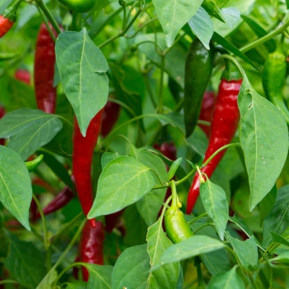 Chilli Thai Hot Culinary - Capsicum annuum - semena chilli - 6 ks