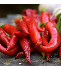 Chilli Kajenský pepř extra tenký - Capsicum annuum - semena chilli - 7 ks