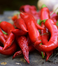 Chilli Kajenský pepř extra tenký - Capsicum annuum - semena chilli - 7 ks