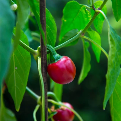 Chilli Cherry Bomb - Capsicum annuum - semena chilli - 6 ks