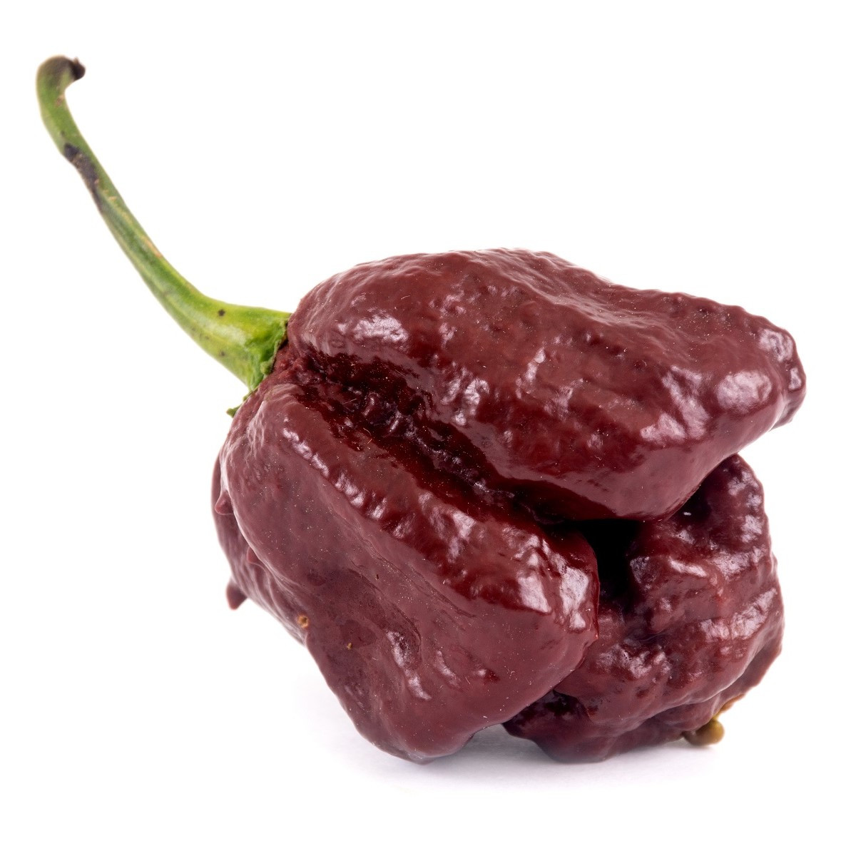 Chilli Trinidad Scorpion Moruga Chocolate - Capsicum chinense - semena chilli - 5 ks