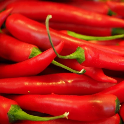 Chilli Aji Crystal - Capsicum baccatum - semena chilli - 7 ks