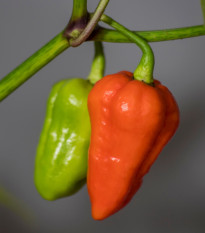Chilli červené 7 pot - Capsicum chinense - semena chilli - 6 ks