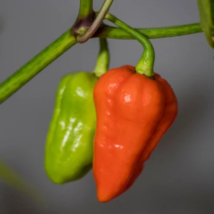 Chilli červené 7 pot - Capsicum chinense - semena chilli - 6 ks