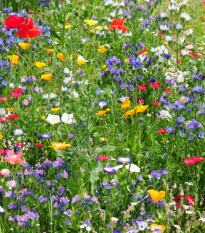 Divoké polní květy - semena letniček - směs letniček - 0,9 g