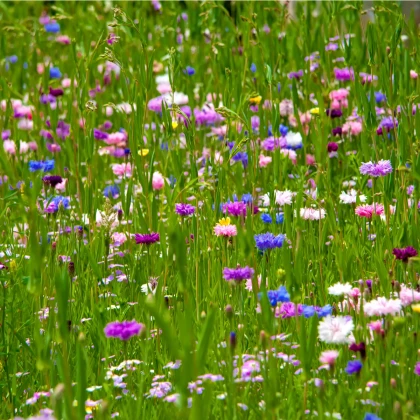 Japonská zahrada - semena letniček - směs letniček - 0,9 g