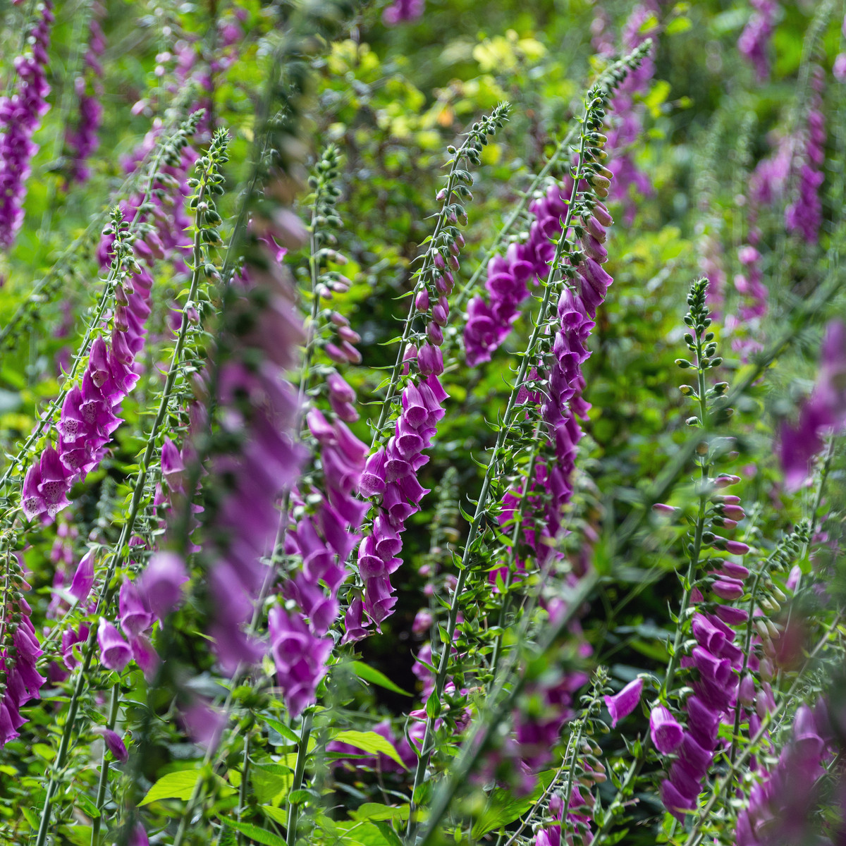 Trvalky rozkvetlá lesní louka - semena trvalek - směs trvalek - 0,9 g