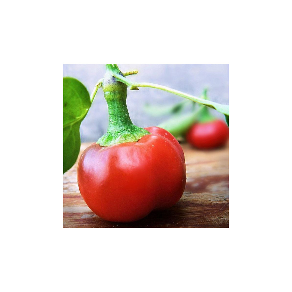 Chilli Large Red Cherry Hot - Capsicum annuum - semena chilli - 7 ks